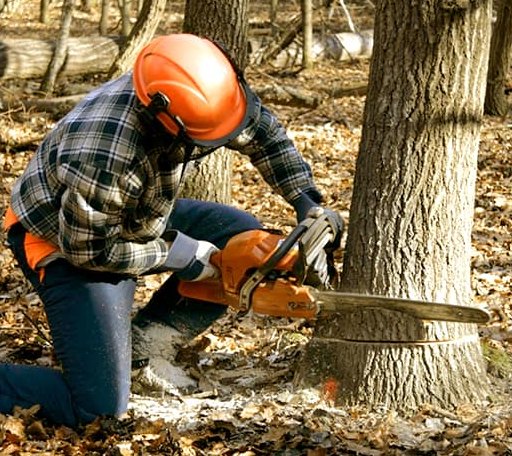 Tree Removal in Ruthville, VA
